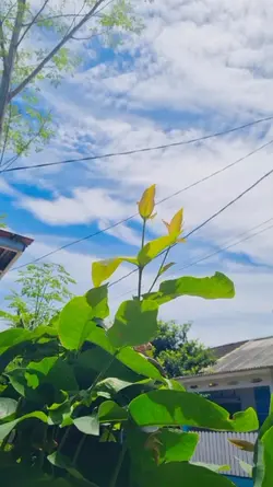 Trend Viral Tiktok