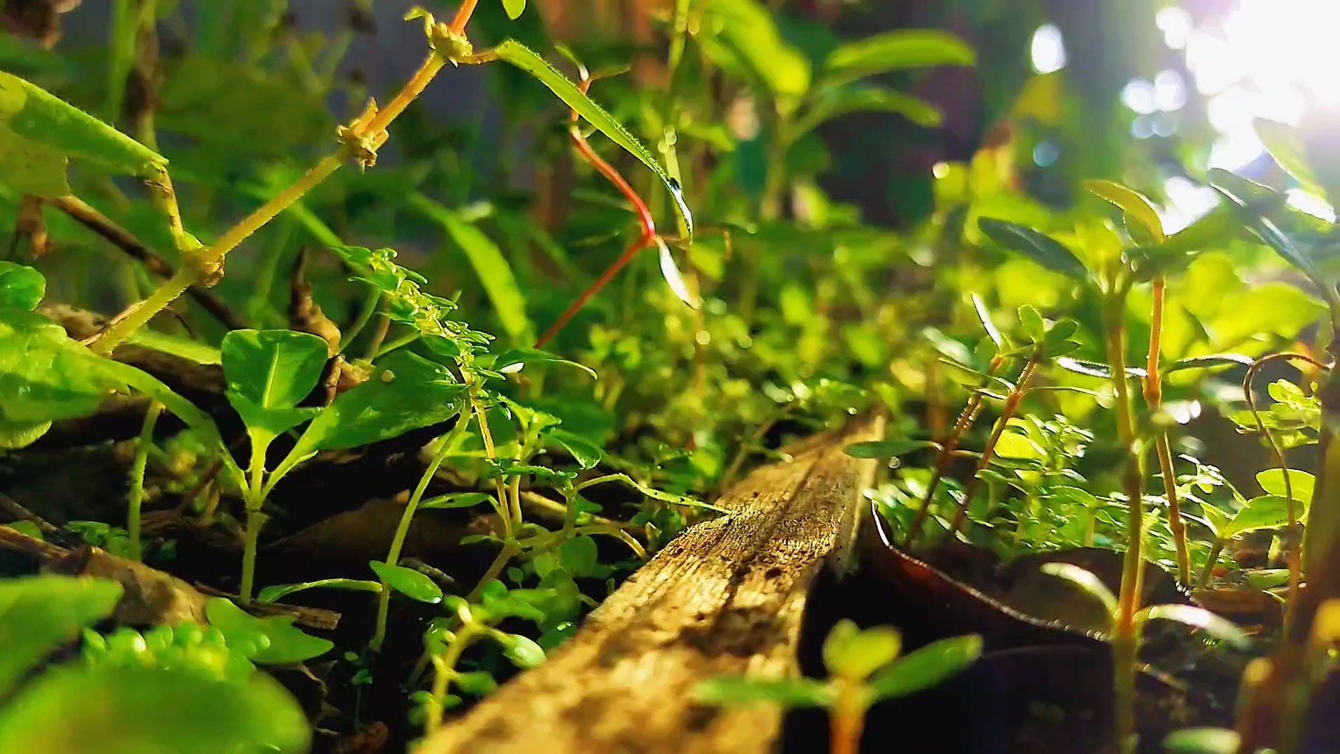 nature esthétique