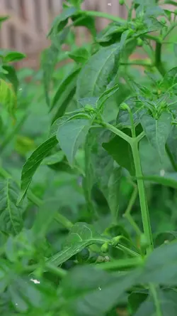 tanaman cabe estetic