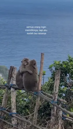 STORY` WA