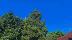 Video Aesthetic Alam