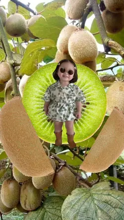 Bochil Kiwi
