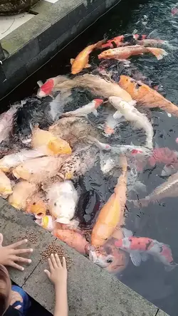ikan 
