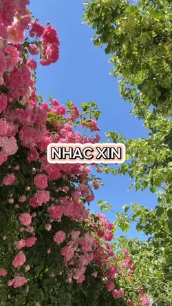 nhạc mới 