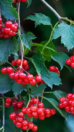 Cranberries