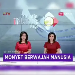 Monyet mirip manusia