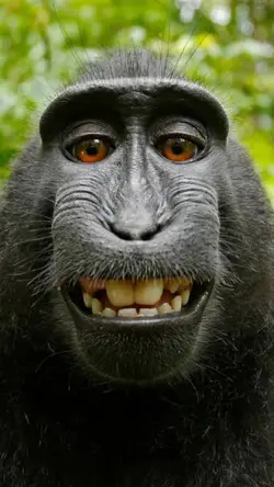 Unggoy