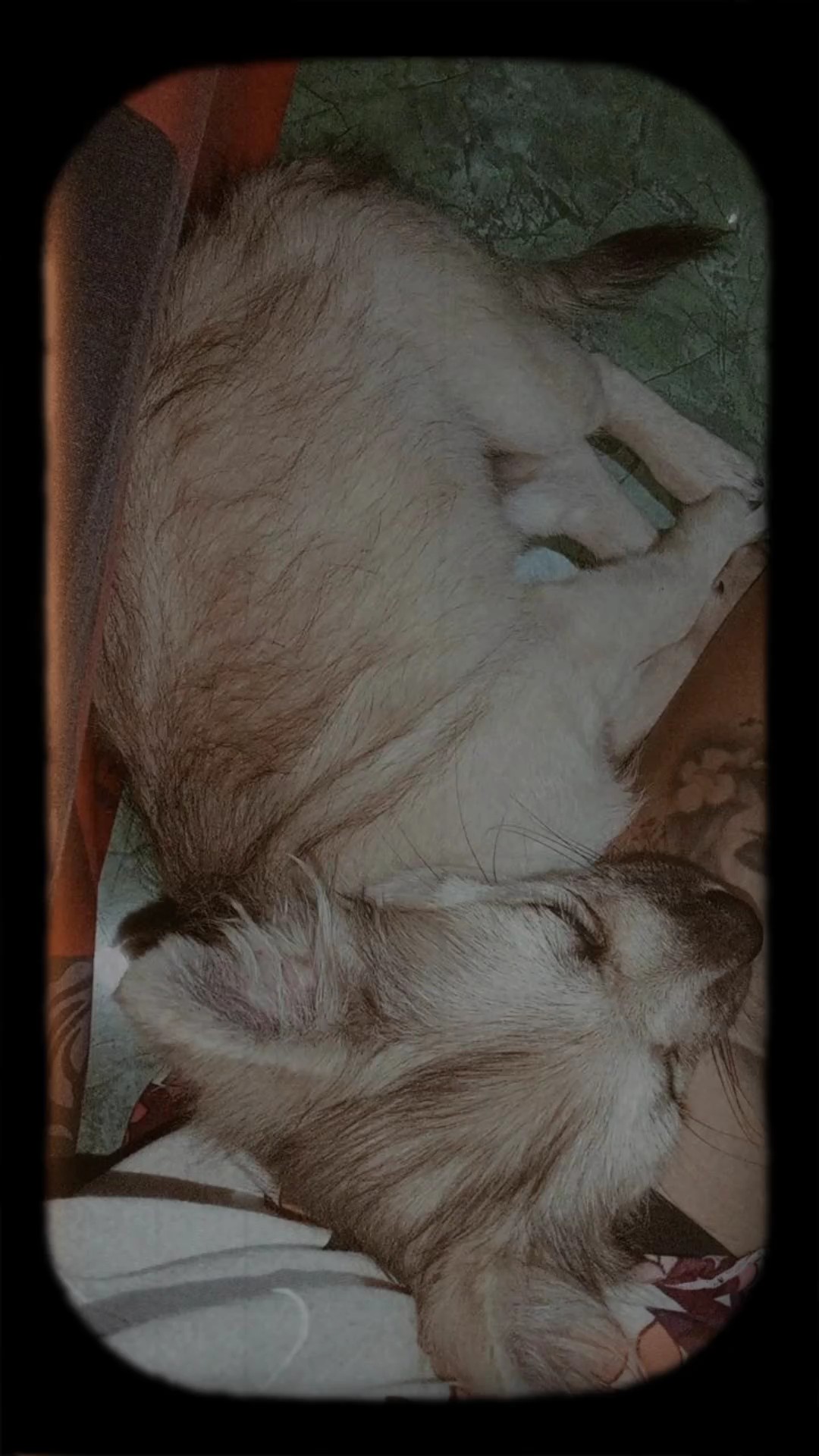 Rasgue meu lindo cachorro