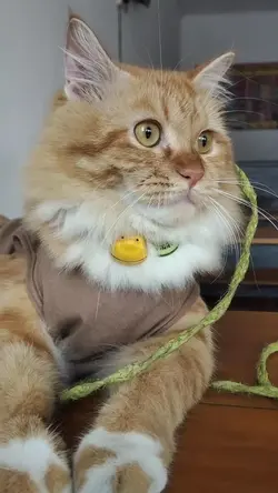 video kucing