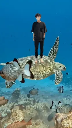 Naik penyu