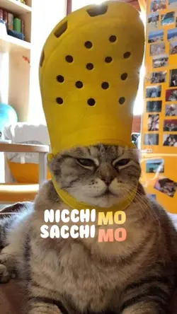 CHI CHI CHIMO CHIMO