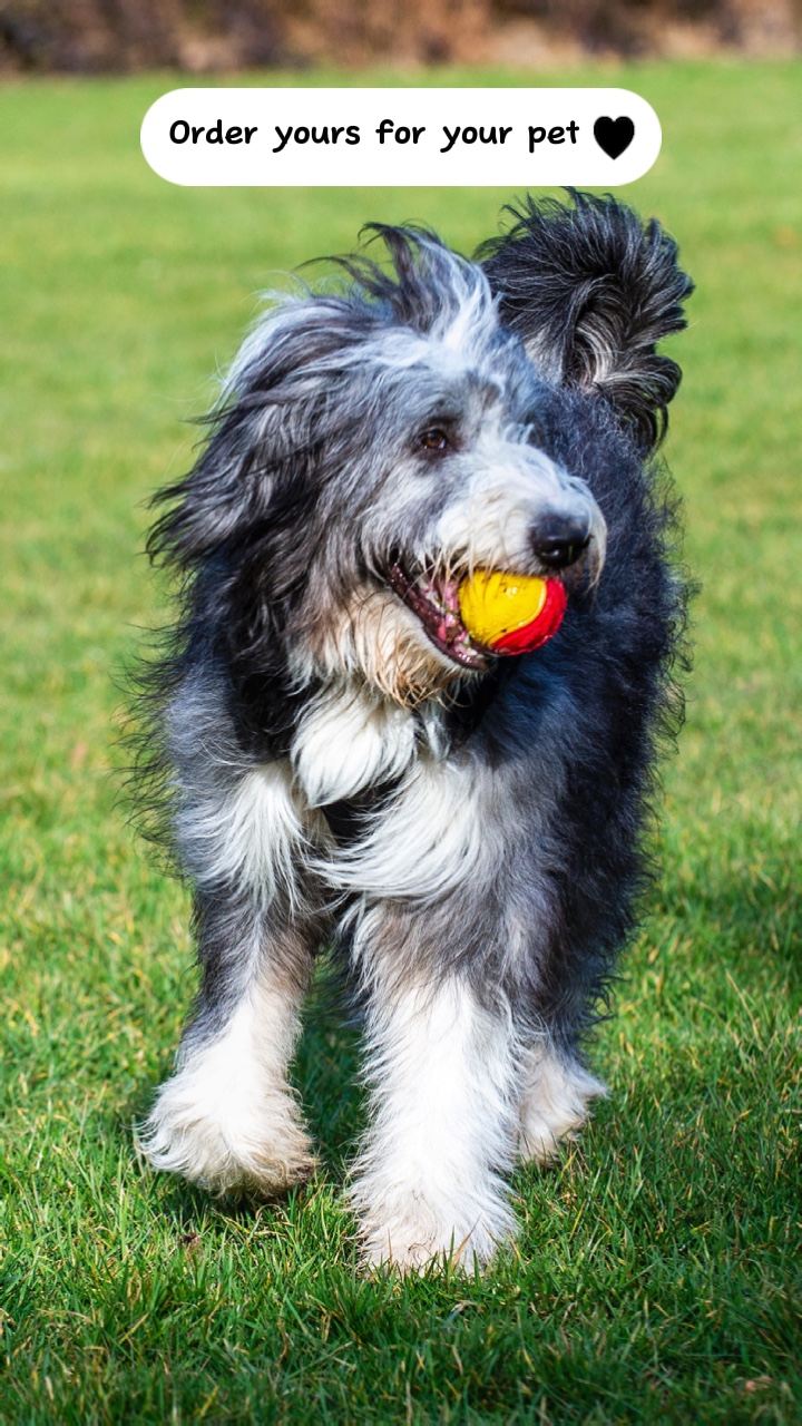 창의적인 애완동물 장난감 디스플레이. TT 스타일.