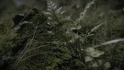 Snowfall new music