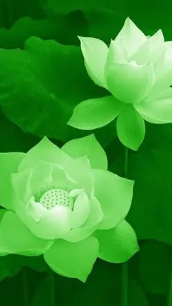 Green Lotus Flower
