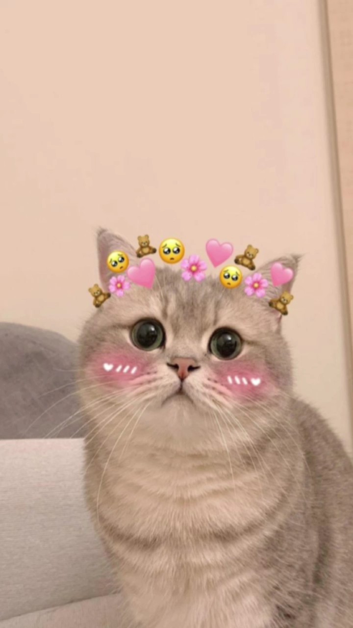 키미노토리코