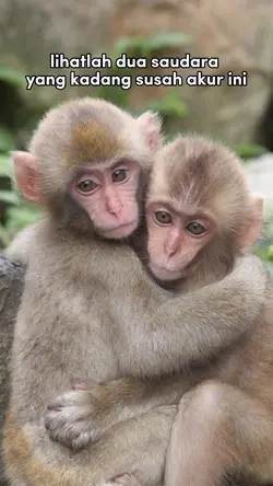 versi dua bersaudara