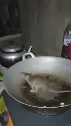 Tikusnya olahraga