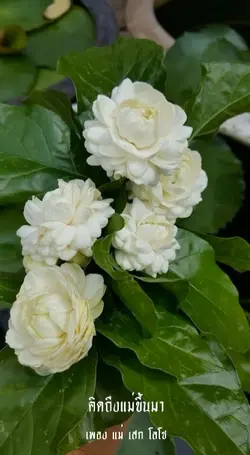 แม่ เสก โลโซ