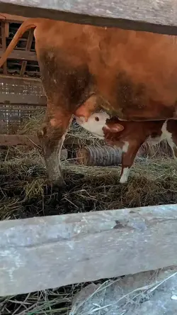 nyot nyot kenyot trs