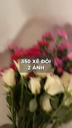 350 xé đôi