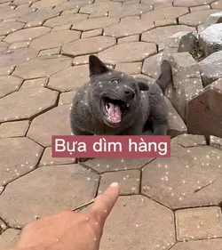 Ảnh bựa dìm hàng