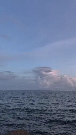 TRANSISI MOCKINGBIRD