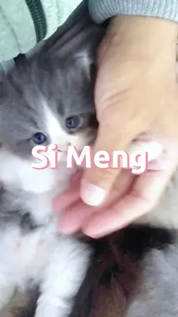 si meng