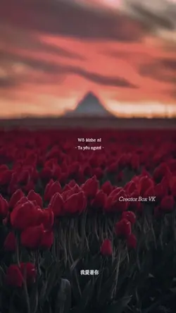 Hoa hồng chốn không