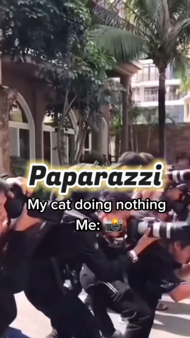 Meine Katze macht irgendetwas