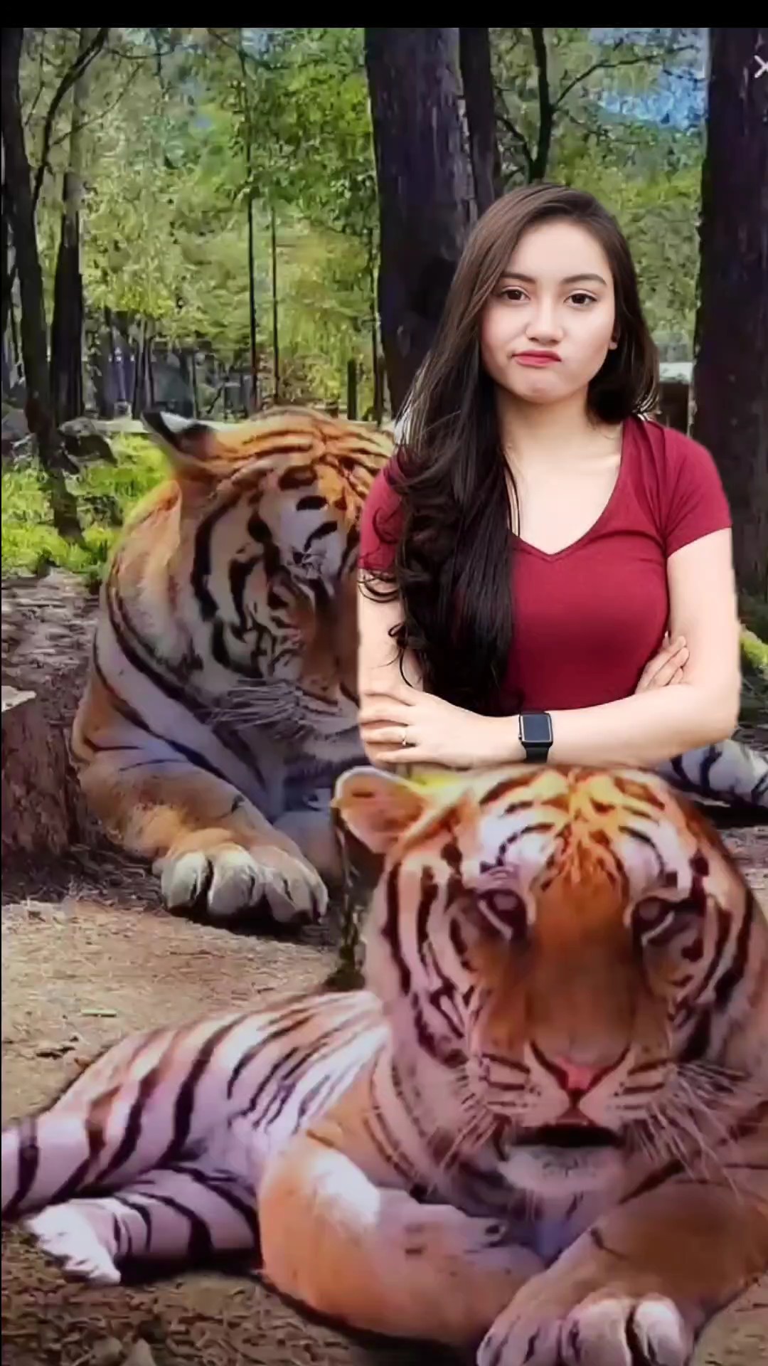 Tigre Harimau