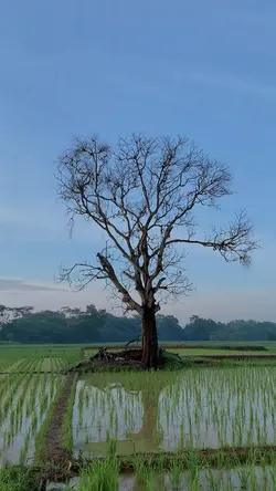 Videografy adem