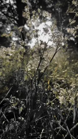 filter cinematic