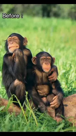 monkey bareng doi