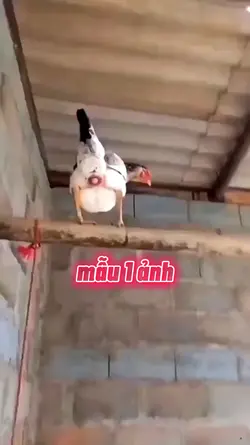 mẫu 1 ảnh