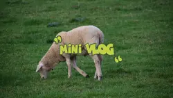Mini Vlog Animal