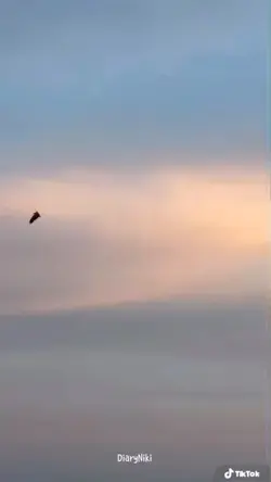 3 Video ✨
