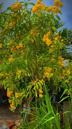 Nôn tết quá mn ạ