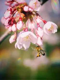 桜日和