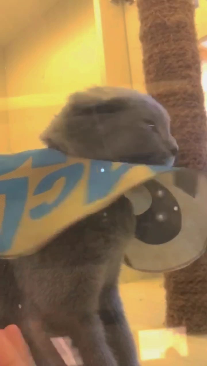 Kucing imut