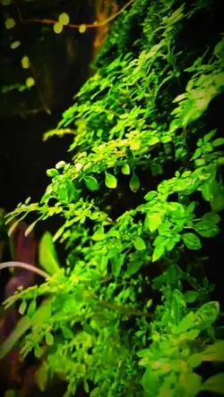 Rumput Estetik Viral