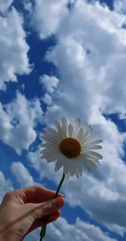 Snap-Rosa Linn