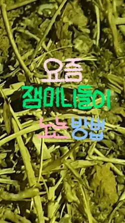 요즘 잼민이들이 노는 방법