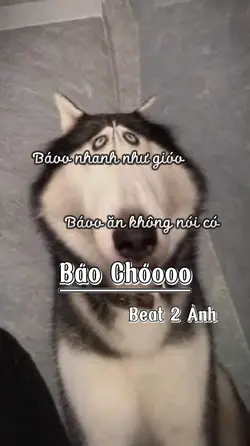 Báo Chó 