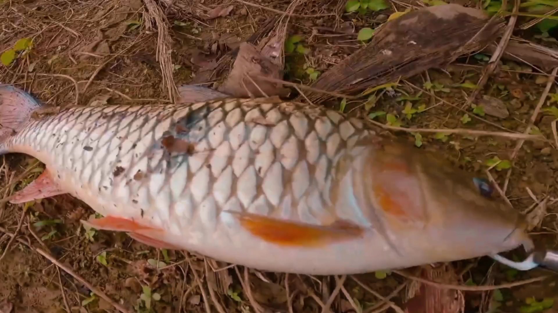 Vlog Penangkapan Ikan