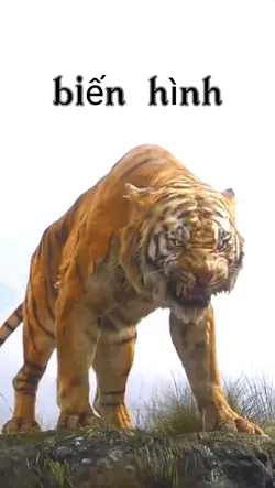 Mẫu biến hình cọp