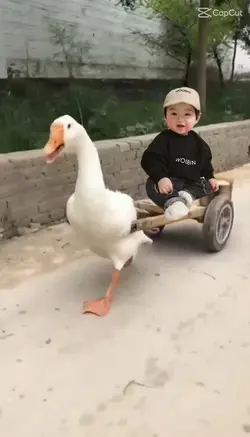 Vịt kéo xe 🦆 