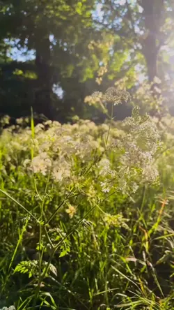 Transisi video