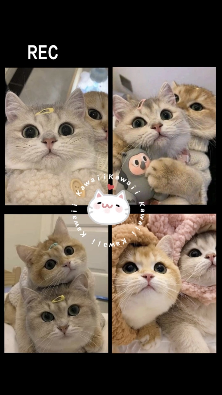 Kucing imut