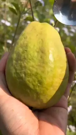 keren jambu kupas