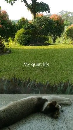 quiet life><